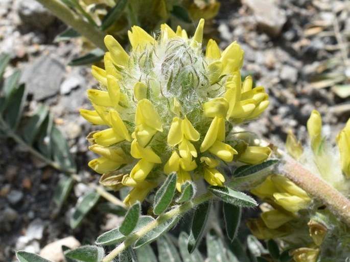 Astragalus alopecuroides