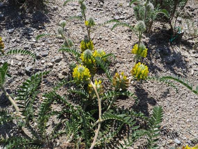 Astragalus alopecuroides