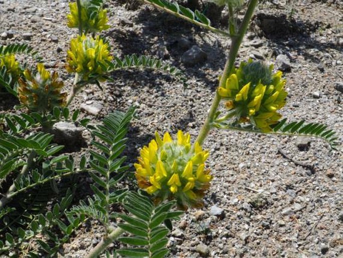 Astragalus alopecuroides