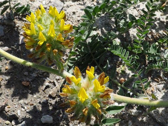 Astragalus alopecuroides