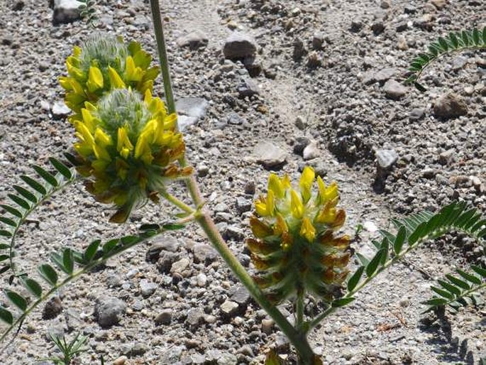 Astragalus alopecuroides