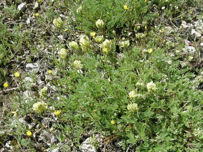 Astragalus amoenus