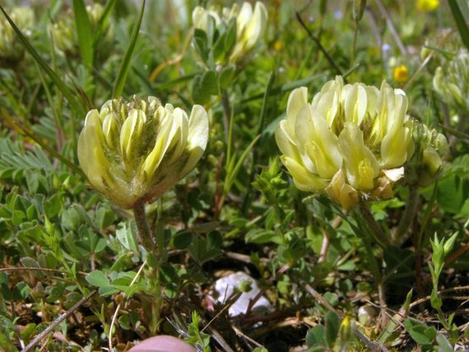 Astragalus amoenus