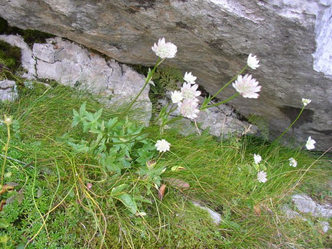 Astrantia bavarica