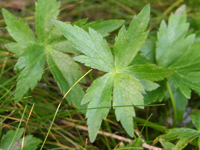 Astrantia bavarica