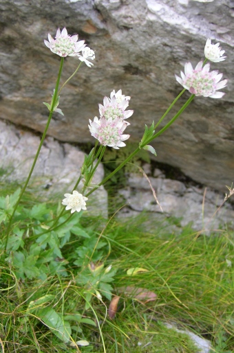 Astrantia bavarica