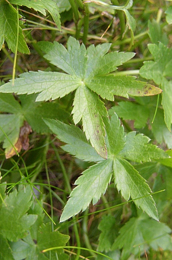 Astrantia bavarica