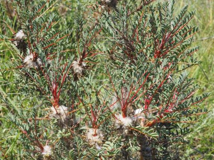 ASTRAGALUS PARNASSI Boiss. - kozinec