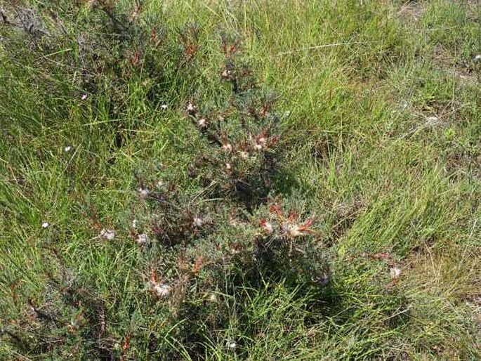 Astragalus parnassi