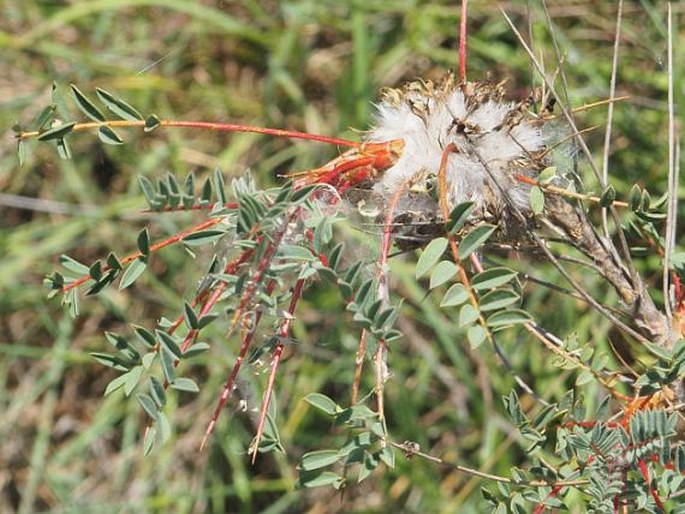 Astragalus parnassi