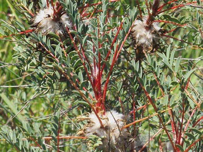 Astragalus parnassi