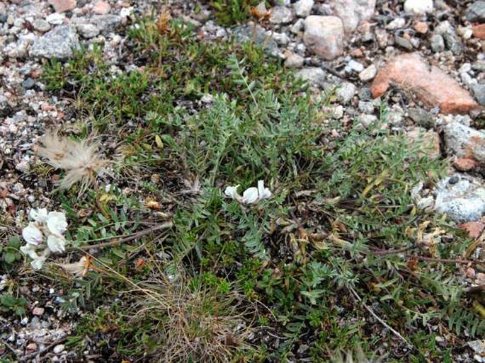 Oxytropis campestris subsp. sordida