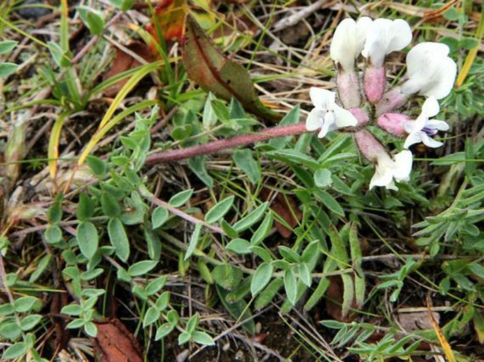 Oxytropis campestris subsp. sordida