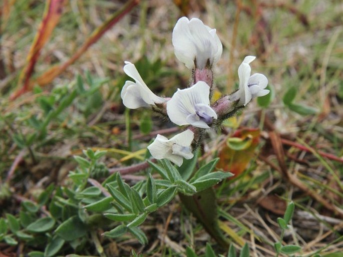 Oxytropis campestris subsp. sordida