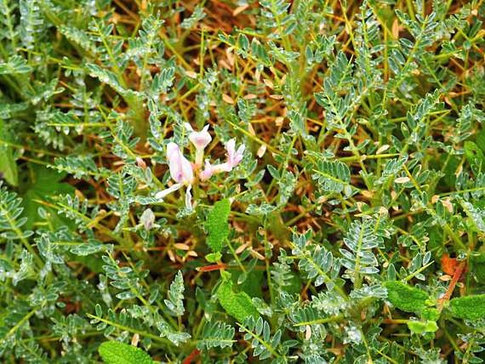 ASTRAGALUS TERRACIANOI Vals. - kozinec