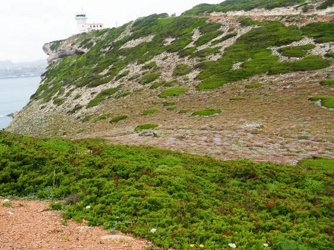 Astragalus terracianoi