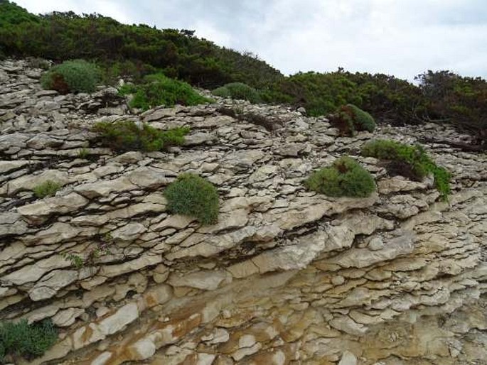 Astragalus terracianoi