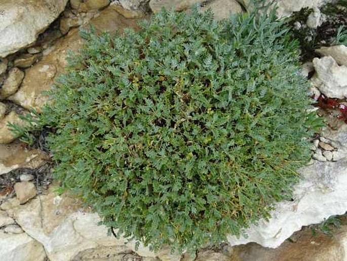 Astragalus terracianoi