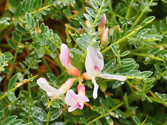 Astragalus terracianoi