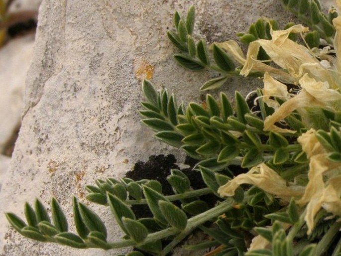 Astragalus baldaccii