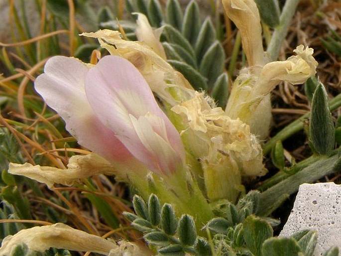 Astragalus baldaccii