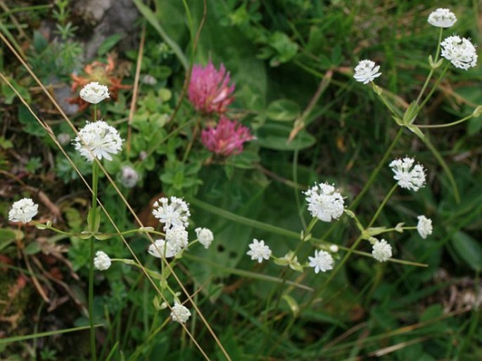 Astrantia carniolica