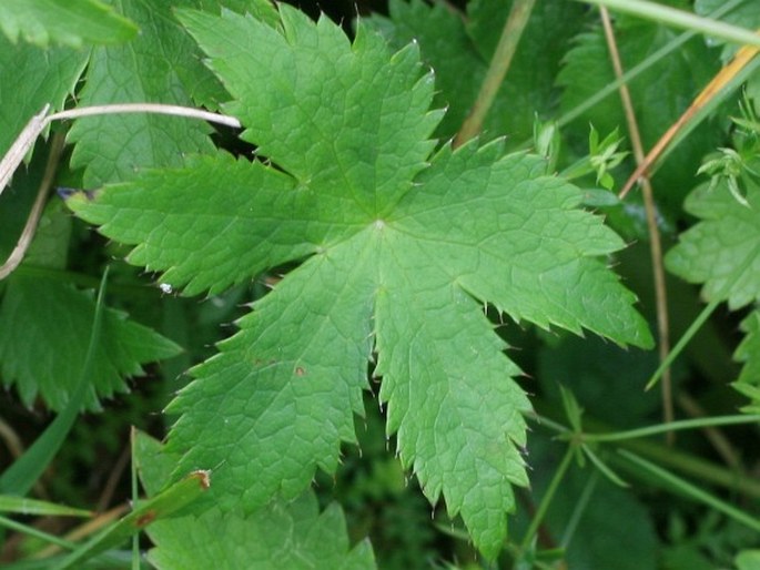 Astrantia carniolica