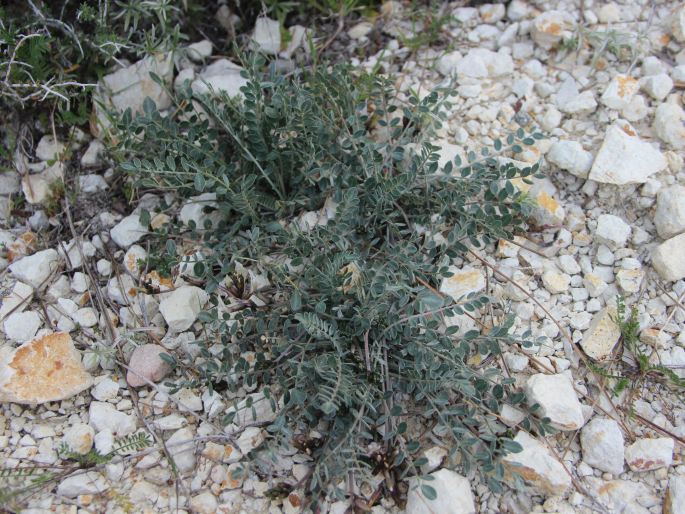 Astragalus cyprius