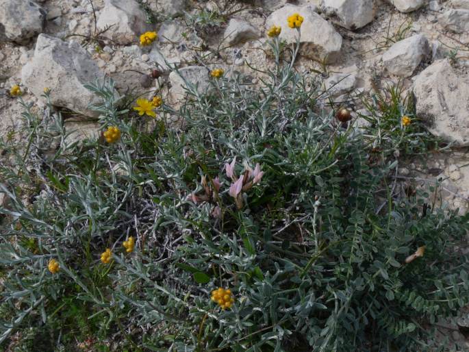 Astragalus cyprius