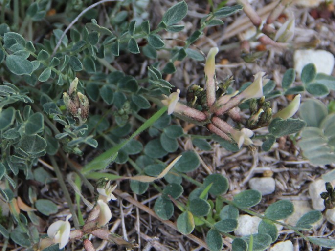 Astragalus cyprius