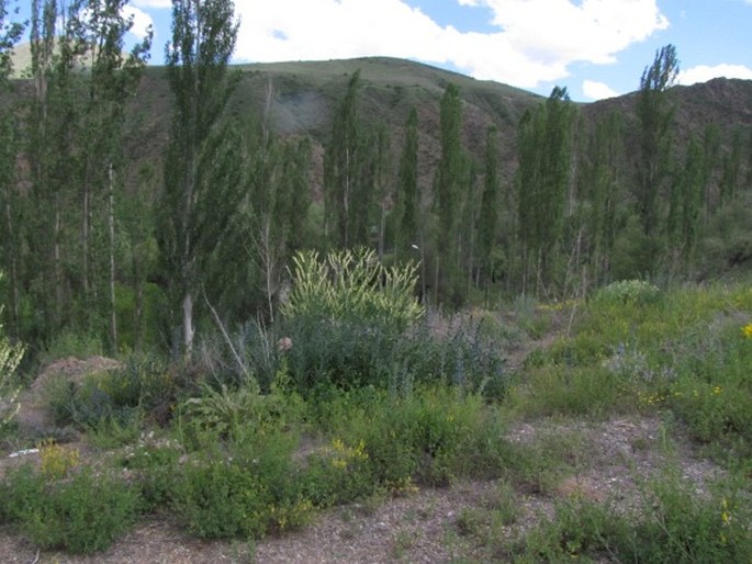 Astragalus galegiformis