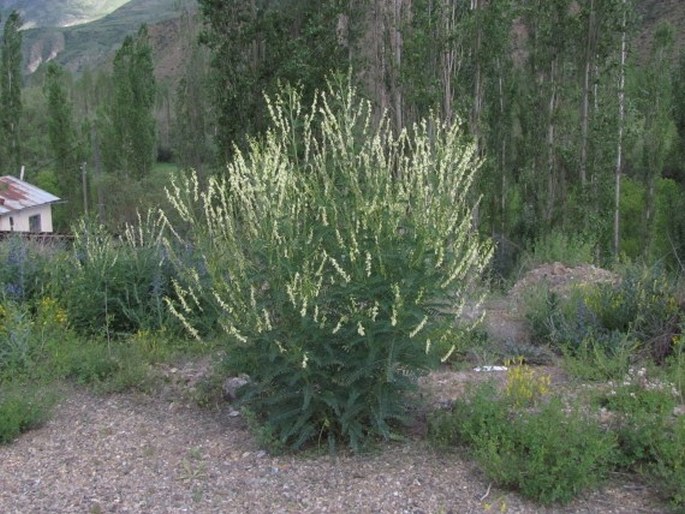 Astragalus galegiformis