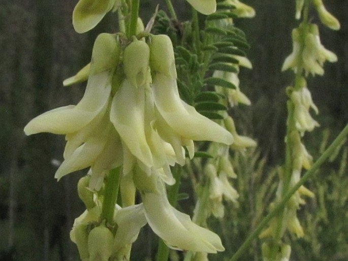 Astragalus galegiformis