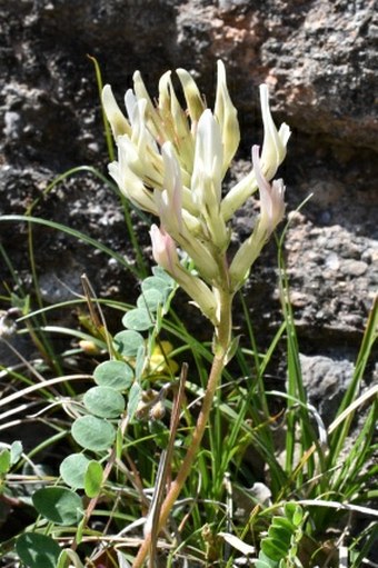 Astragalus monspessulanus subsp. gypsophilus