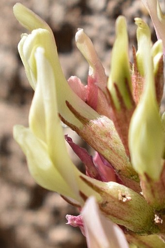 Astragalus monspessulanus subsp. gypsophilus