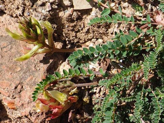 Astragalus monspessulanus subsp. gypsophilus