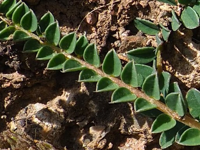 Astragalus monspessulanus subsp. gypsophilus