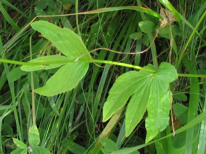 Astrantia maxima