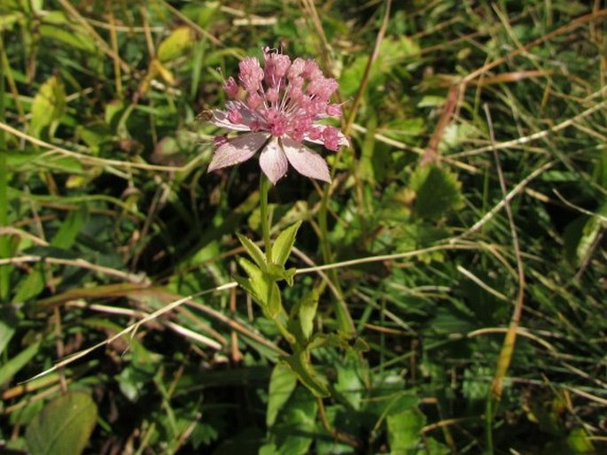 Astrantia maxima