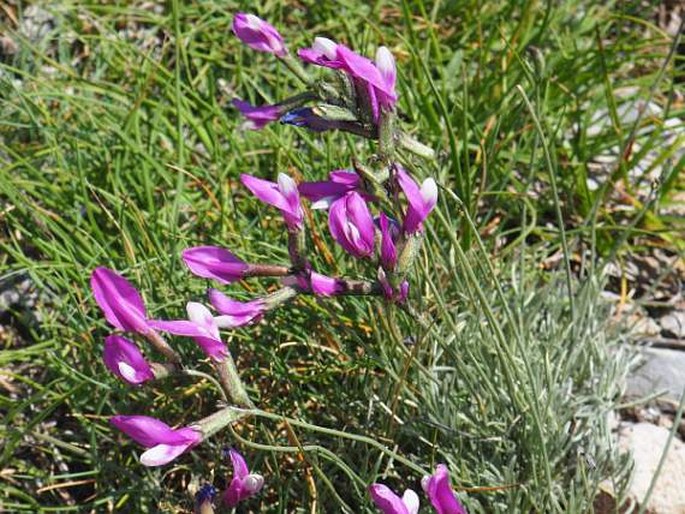 ASTRAGALUS SERICOPHYLLUS Griseb. - kozinec