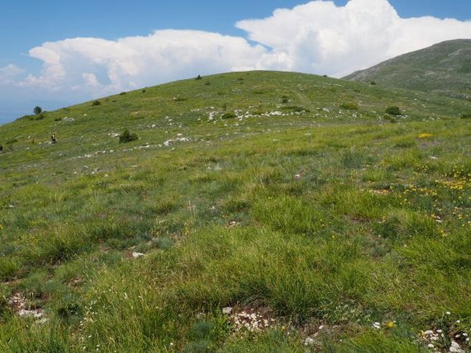 Astragalus sericophyllus