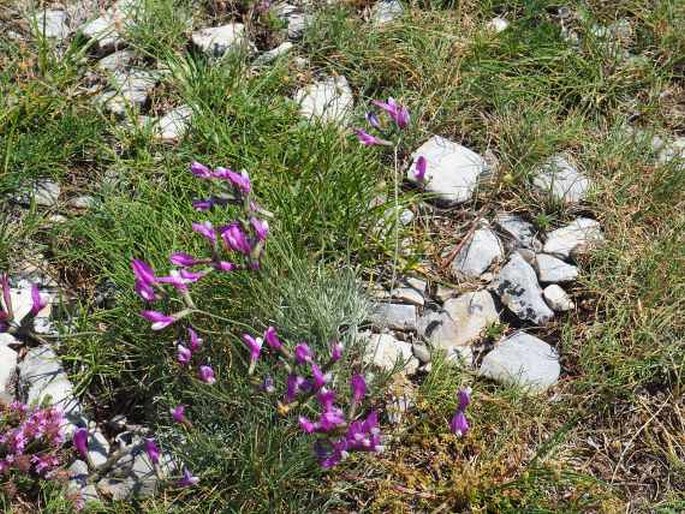 Astragalus sericophyllus