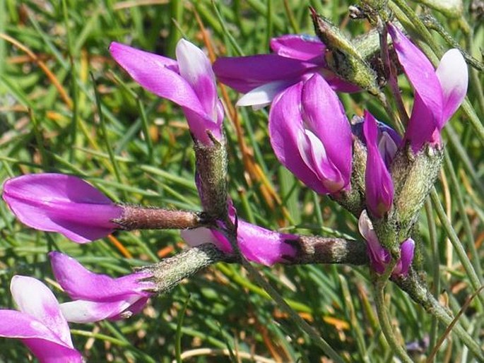 Astragalus sericophyllus