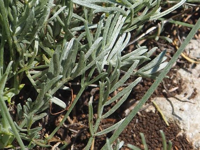 Astragalus sericophyllus