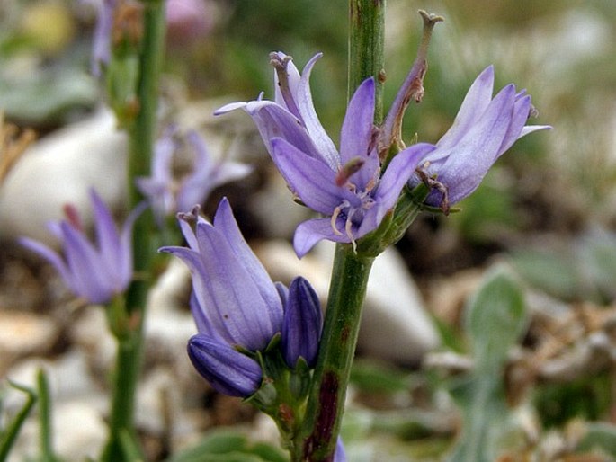 Asyneuma limonifolium