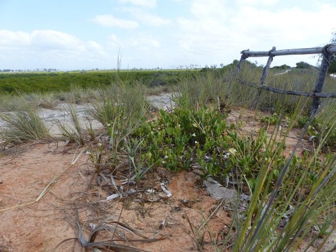 Asystasia gangetica subsp. micrantha