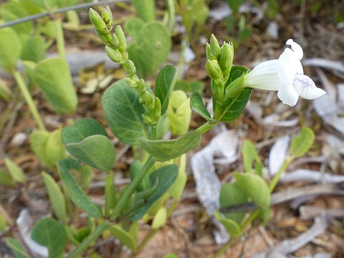 Asystasia gangetica subsp. micrantha