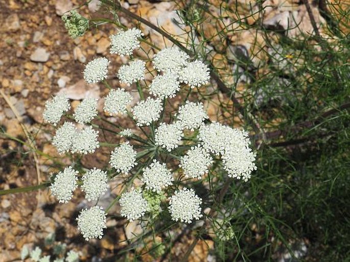 ATHAMANTA TURBITH subsp. HAYNALDII (Borbás et Uechtr.) Tutin