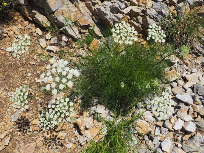 Athamanta turbith subsp. haynaldii