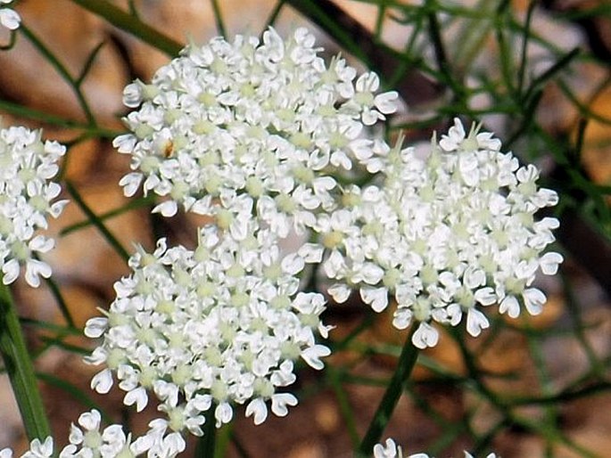 Athamanta turbith subsp. haynaldii